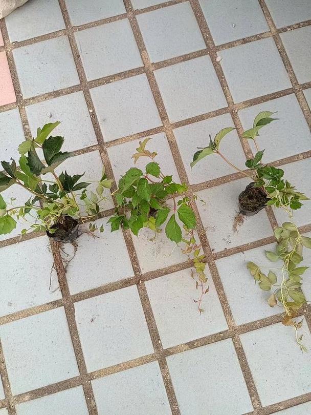 爬山虎怎么种植?爬山虎怎么种植视频?-第5张图片-优品飞百科 爬山虎怎么种植?爬山虎怎么种植视频?-第5张图片-优品飞百科