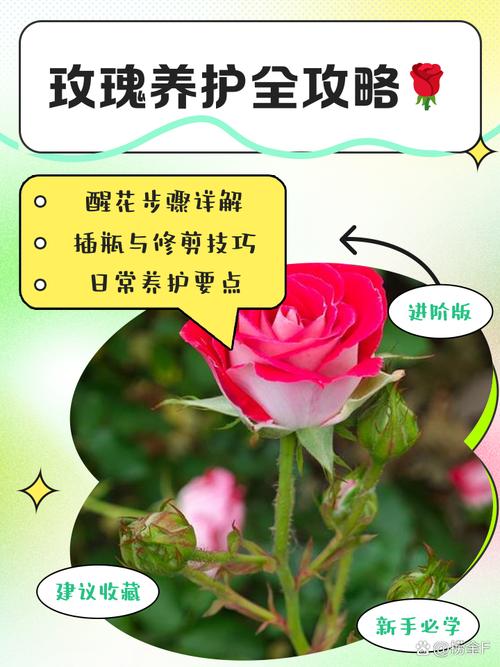 玫瑰花适合什么土壤，月季花的土壤选取？