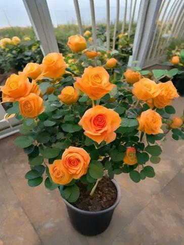 玫瑰花适合什么土壤，月季花的土壤选取？-第2张图片-优品飞百科