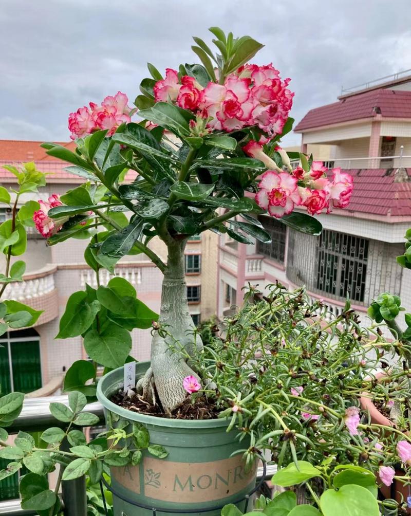 玫瑰花适合什么土壤，月季花的土壤选取？-第3张图片-优品飞百科