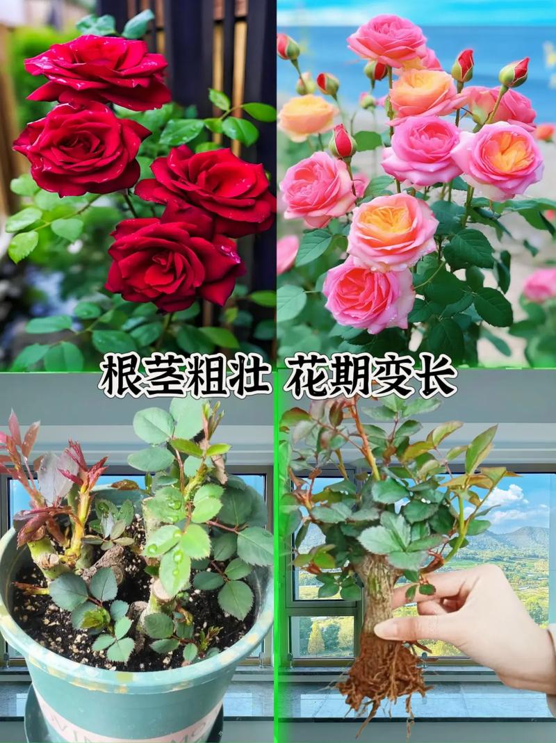 玫瑰花适合什么土壤，月季花的土壤选取？-第5张图片-优品飞百科