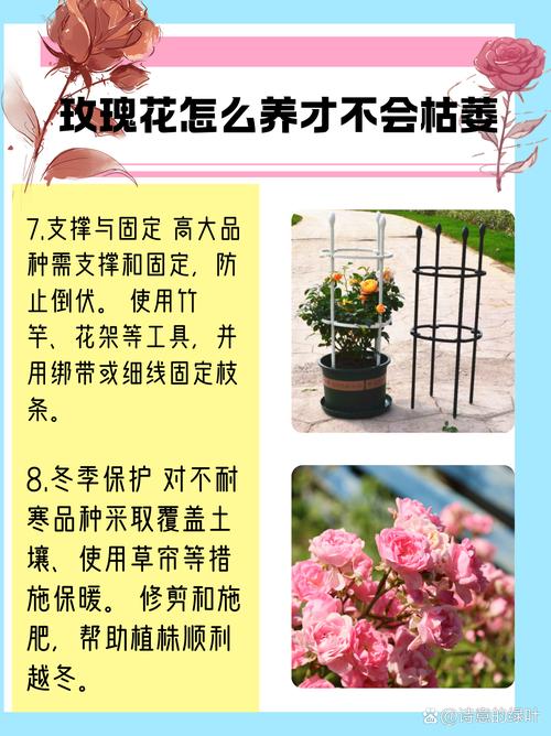 玫瑰花适合什么土壤，月季花的土壤选取？-第6张图片-优品飞百科