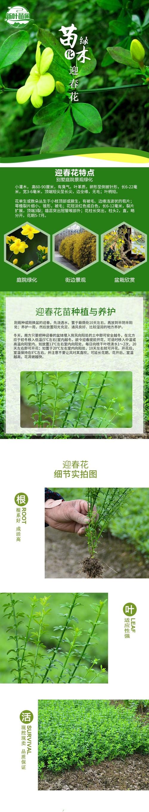 如何延长迎春花花期，怎么养迎春花才能让根部粗