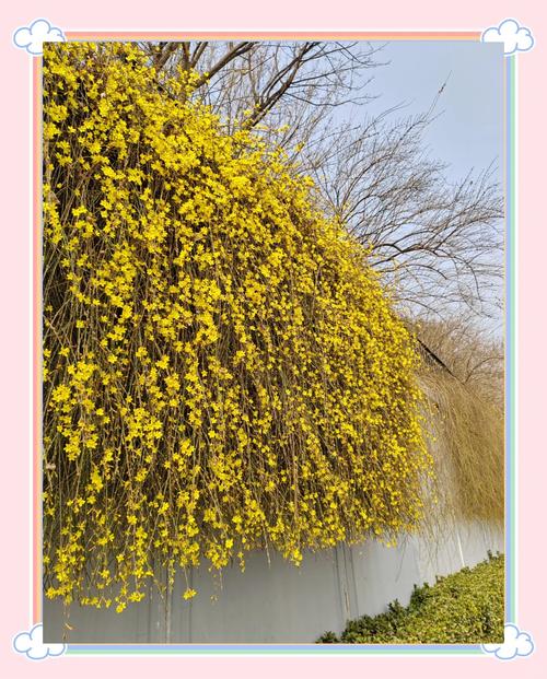 如何延长迎春花花期，怎么养迎春花才能让根部粗-第3张图片-优品飞百科