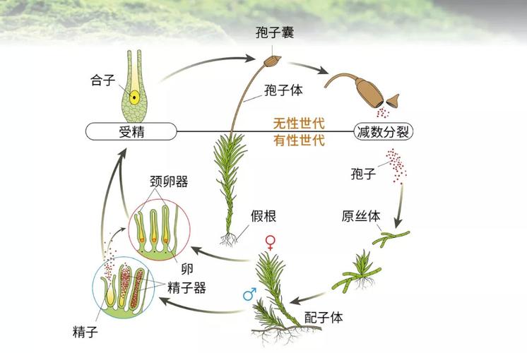 苔藓怎么繁殖？藻类和苔藓怎么繁殖？-第2张图片-优品飞百科