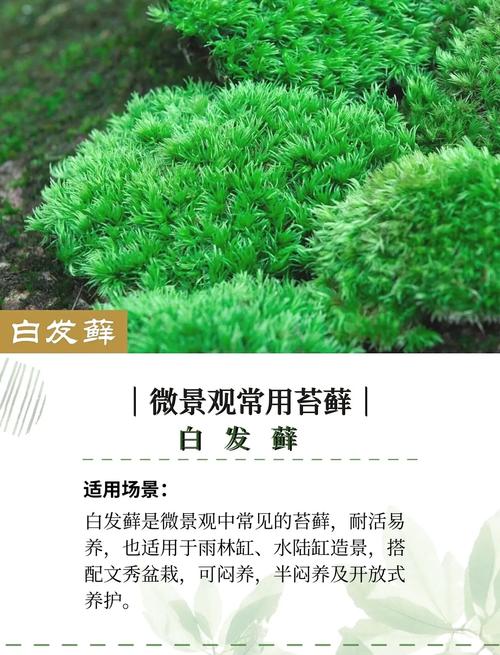 苔藓怎么繁殖？藻类和苔藓怎么繁殖？-第3张图片-优品飞百科