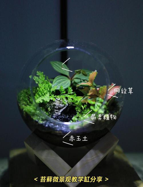 苔藓怎么繁殖？藻类和苔藓怎么繁殖？-第5张图片-优品飞百科