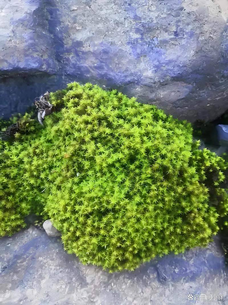苔藓怎么繁殖？藻类和苔藓怎么繁殖？-第6张图片-优品飞百科