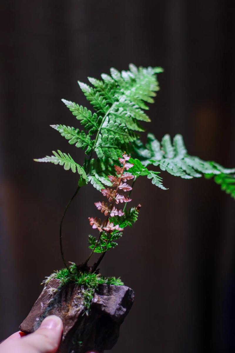 苔藓怎么繁殖？藻类和苔藓怎么繁殖？-第7张图片-优品飞百科