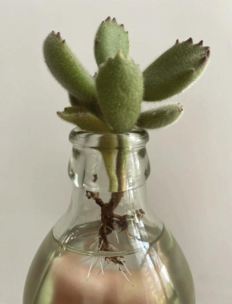 熊童子多久浇一次水？熊童子多久才能服盆生根？