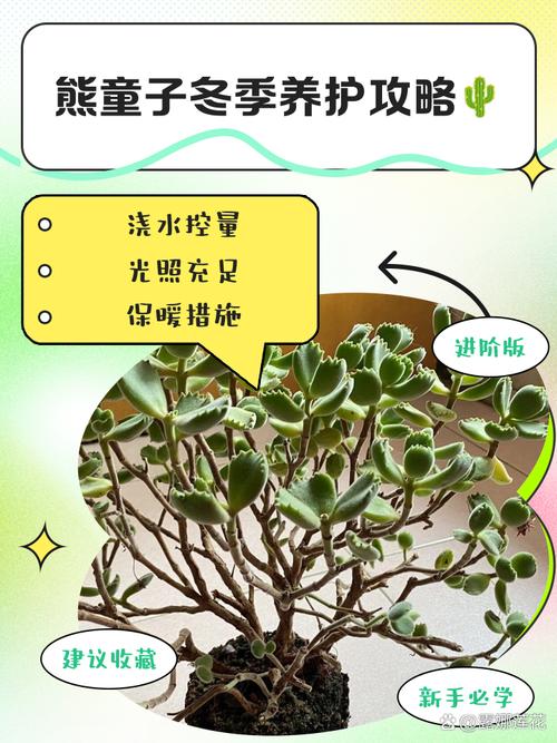 熊童子多久浇一次水？熊童子多久才能服盆生根？-第2张图片-优品飞百科