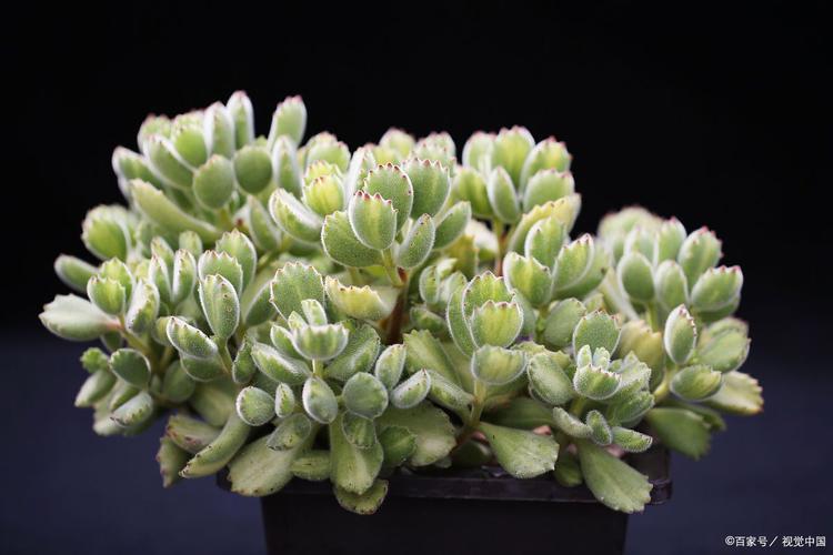 熊童子多久浇一次水？熊童子多久才能服盆生根？-第3张图片-优品飞百科