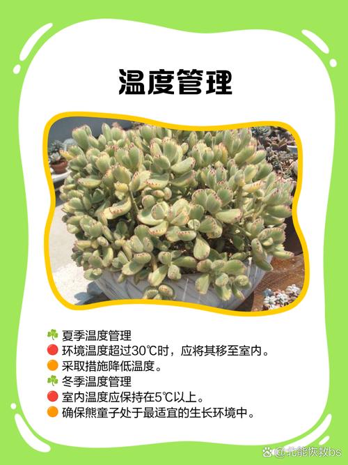 熊童子多久浇一次水？熊童子多久才能服盆生根？-第4张图片-优品飞百科