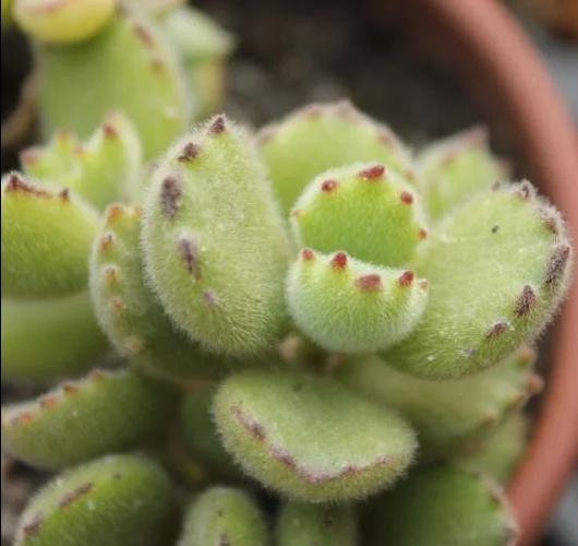 熊童子多久浇一次水？熊童子多久才能服盆生根？-第5张图片-优品飞百科