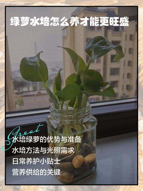 水培绿萝能用淘米水吗，绿萝可以浇淘米水吗？-第2张图片-优品飞百科