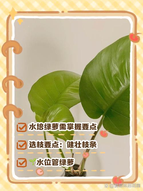 水培绿萝能用淘米水吗，绿萝可以浇淘米水吗？-第3张图片-优品飞百科