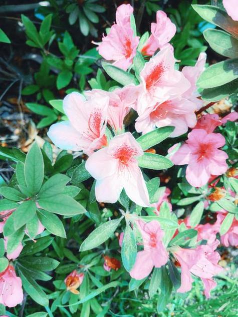 锦绣杜鹃的养殖方法？锦绣杜鹃用途？-第2张图片-优品飞百科