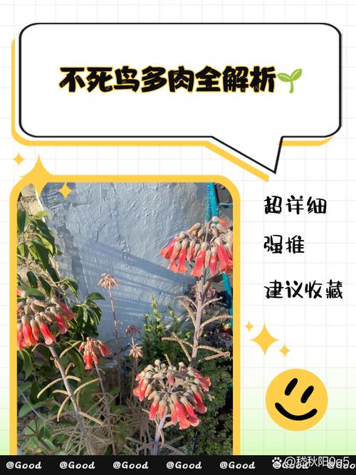 不死鸟多肉夏天怎么养，不死鸟多肉能活几年