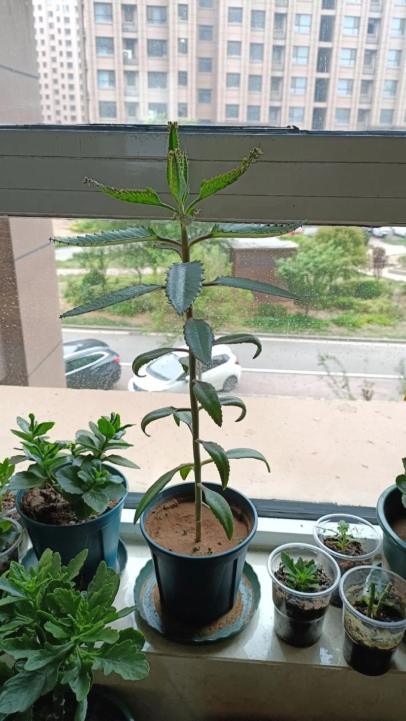 不死鸟多肉夏天怎么养,不死鸟多肉能活几年-第2张图片-优品飞百科 不死鸟多肉夏天怎么养,不死鸟多肉能活几年-第2张图片-优品飞百科