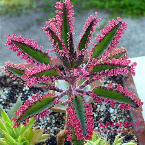 不死鸟多肉夏天怎么养,不死鸟多肉能活几年-第3张图片-优品飞百科 不死鸟多肉夏天怎么养,不死鸟多肉能活几年-第3张图片-优品飞百科