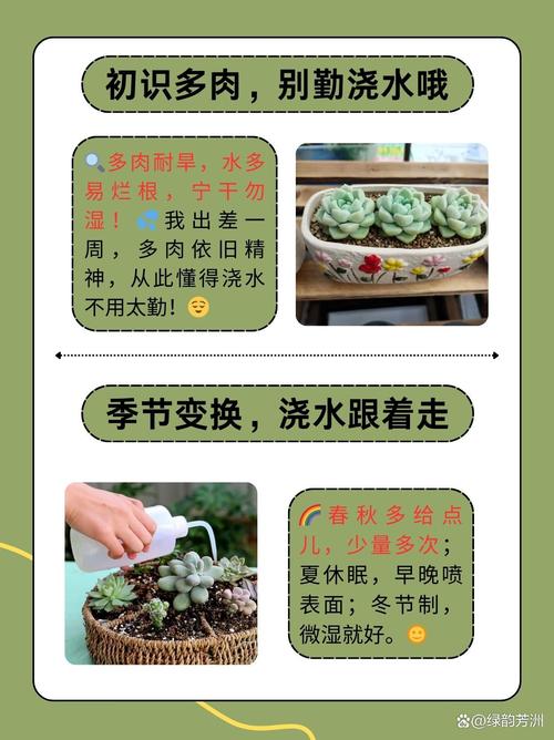 不死鸟多肉夏天怎么养,不死鸟多肉能活几年-第4张图片-优品飞百科 不死鸟多肉夏天怎么养,不死鸟多肉能活几年-第4张图片-优品飞百科