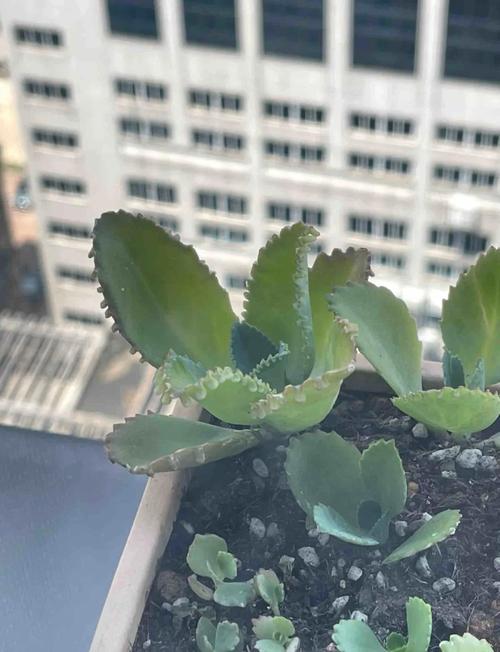 不死鸟多肉夏天怎么养,不死鸟多肉能活几年-第5张图片-优品飞百科 不死鸟多肉夏天怎么养,不死鸟多肉能活几年-第5张图片-优品飞百科