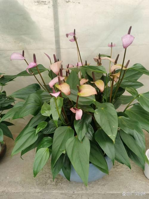 红掌可以用啤酒浇吗？红掌用啤酒擦叶子行吗?？