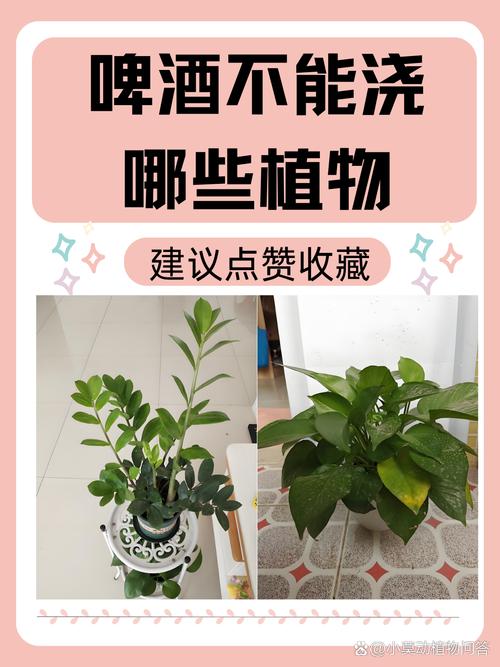 红掌可以用啤酒浇吗？红掌用啤酒擦叶子行吗?？-第2张图片-优品飞百科