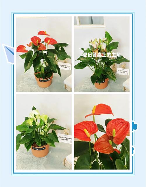 红掌可以用啤酒浇吗？红掌用啤酒擦叶子行吗?？-第3张图片-优品飞百科