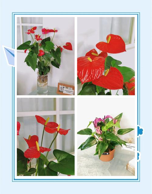 红掌可以用啤酒浇吗？红掌用啤酒擦叶子行吗?？-第4张图片-优品飞百科