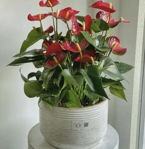 红掌可以用啤酒浇吗？红掌用啤酒擦叶子行吗?？-第5张图片-优品飞百科