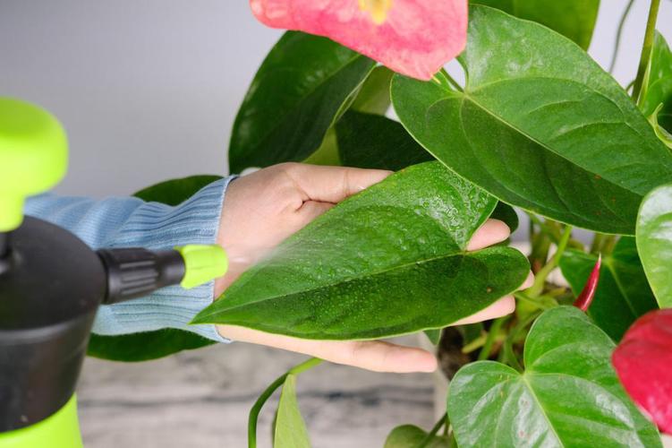 红掌可以用啤酒浇吗？红掌用啤酒擦叶子行吗?？-第6张图片-优品飞百科