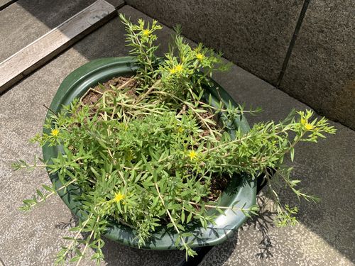 珠芽景天的繁殖方法，发展幼儿思维