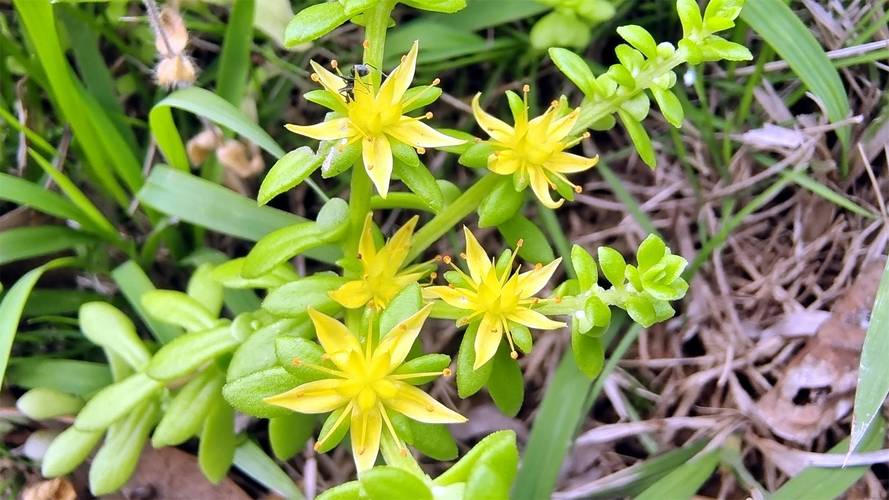 珠芽景天的繁殖方法，发展幼儿思维-第2张图片-优品飞百科