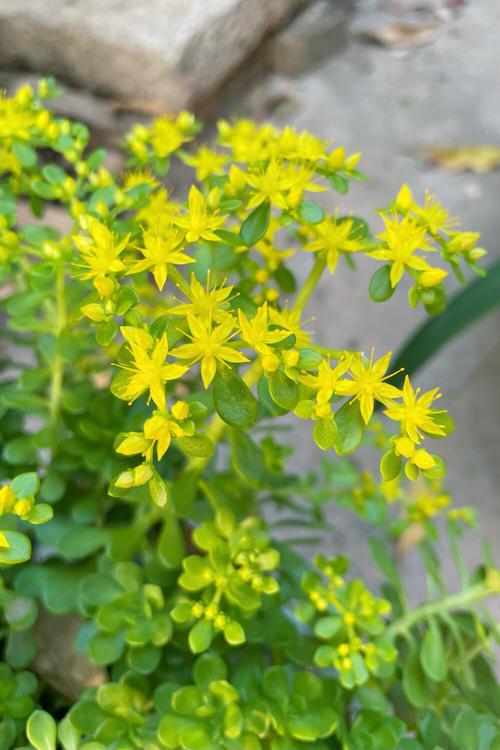 珠芽景天的繁殖方法，发展幼儿思维-第3张图片-优品飞百科