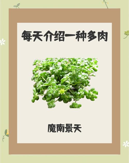 珠芽景天的繁殖方法，发展幼儿思维-第4张图片-优品飞百科