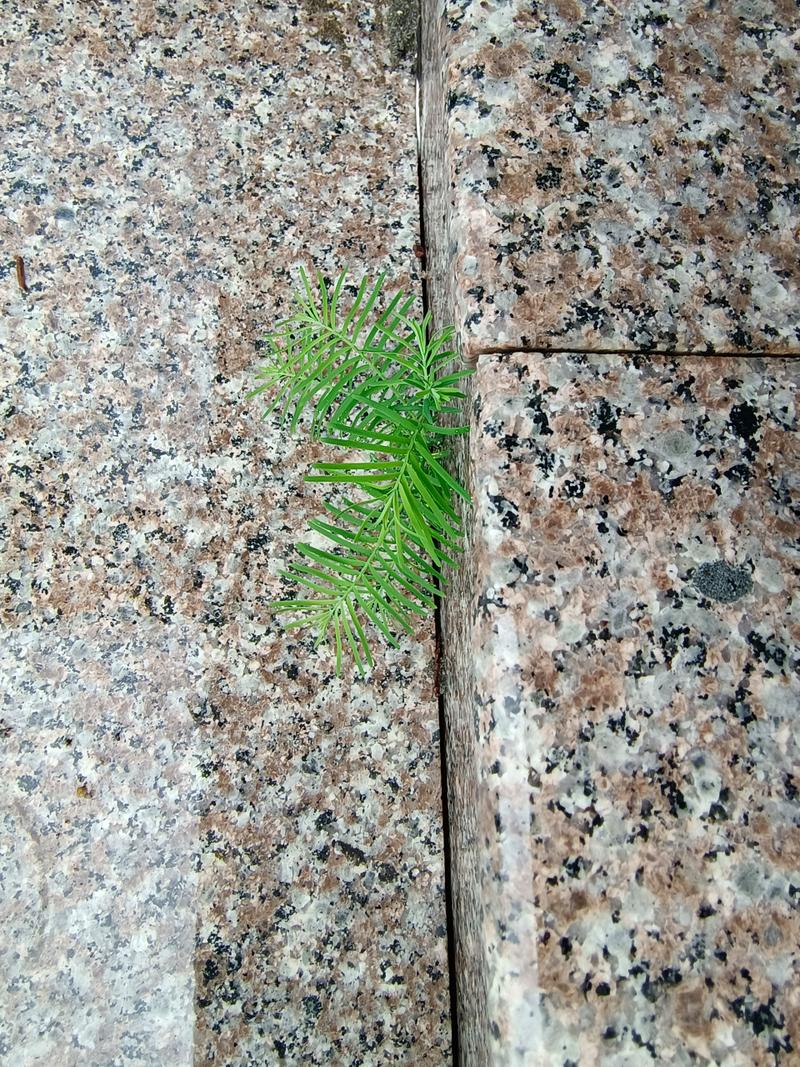 珠芽景天的繁殖方法，发展幼儿思维-第5张图片-优品飞百科