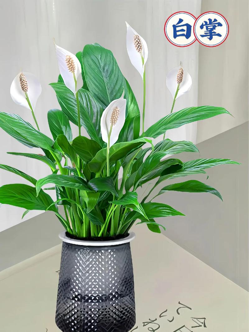 白掌土养后怎么水养，土培白掌怎么浇水