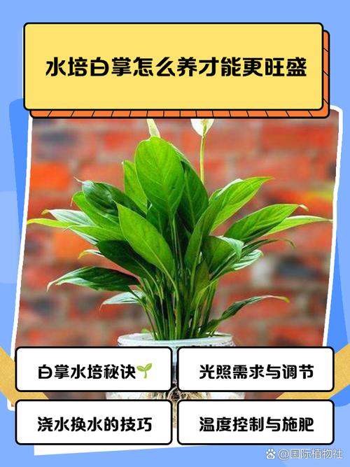 白掌土养后怎么水养，土培白掌怎么浇水-第2张图片-优品飞百科