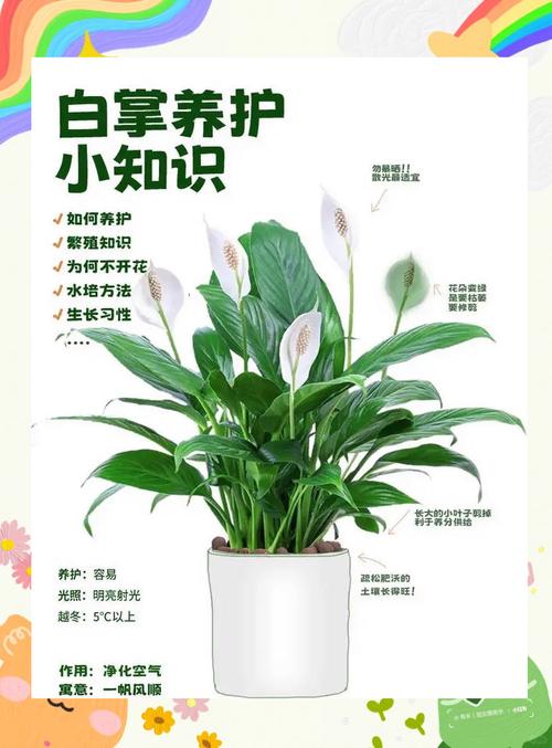 白掌土养后怎么水养，土培白掌怎么浇水-第3张图片-优品飞百科