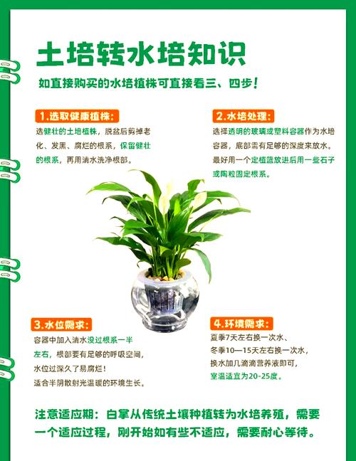 白掌土养后怎么水养，土培白掌怎么浇水-第4张图片-优品飞百科