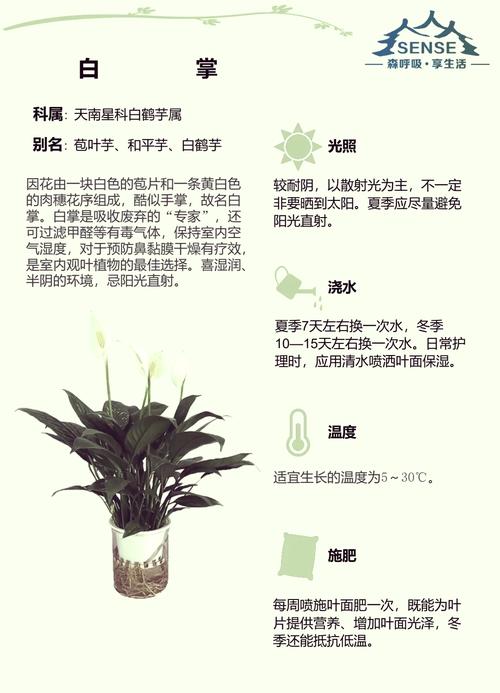 白掌土养后怎么水养，土培白掌怎么浇水-第5张图片-优品飞百科