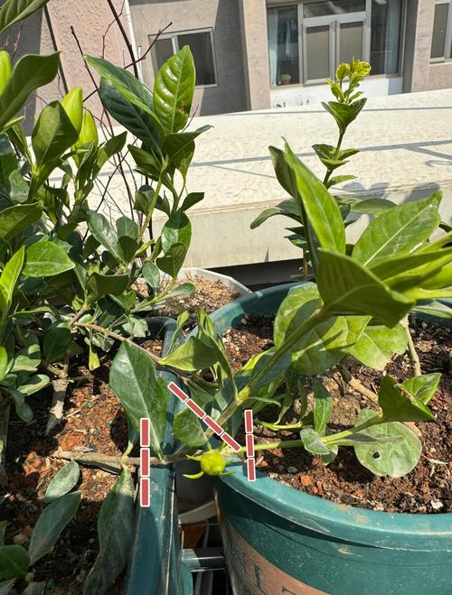 怎样让栀子花快开花？怎么让栀子花尽快开花？