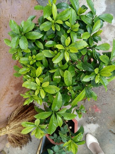 怎样让栀子花快开花？怎么让栀子花尽快开花？-第2张图片-优品飞百科