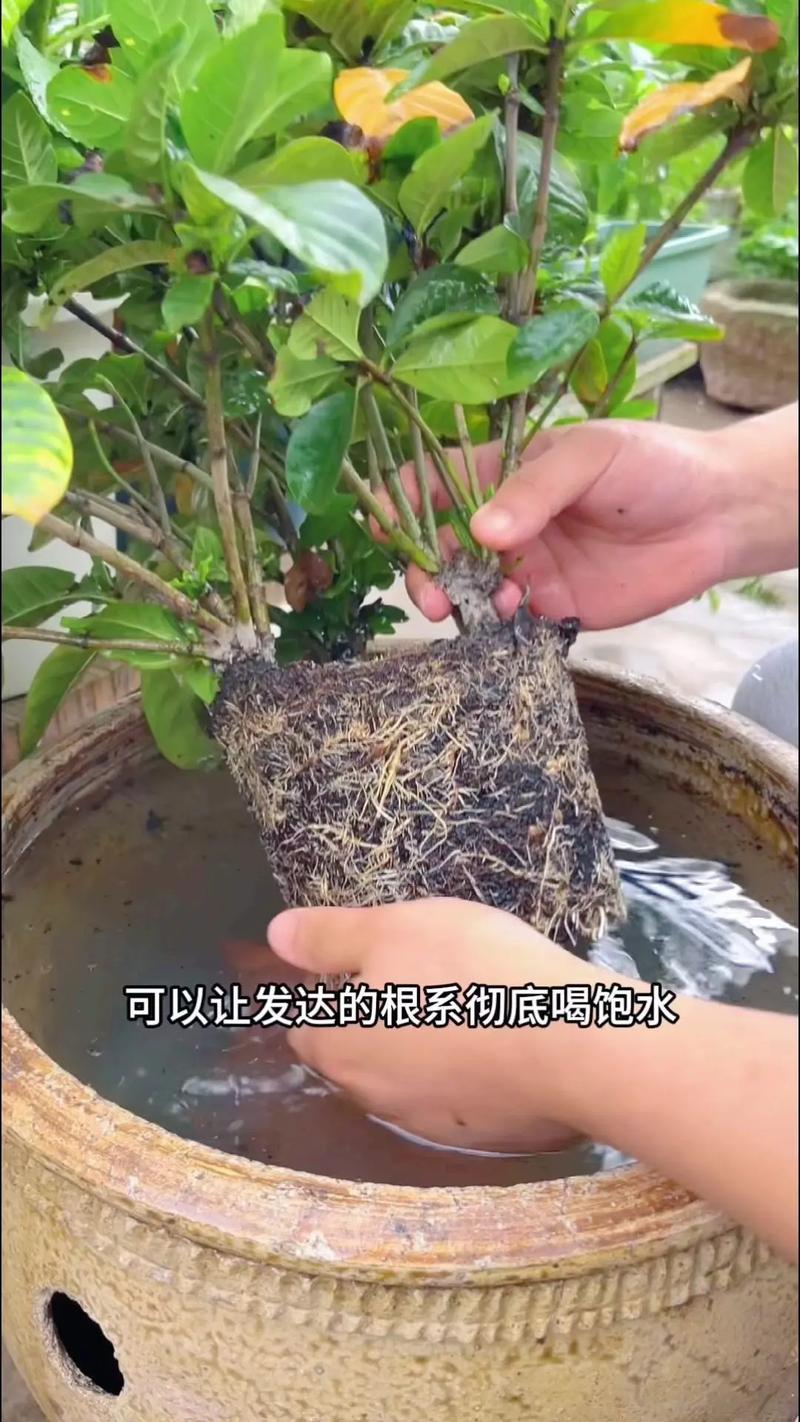 怎样让栀子花快开花？怎么让栀子花尽快开花？-第5张图片-优品飞百科