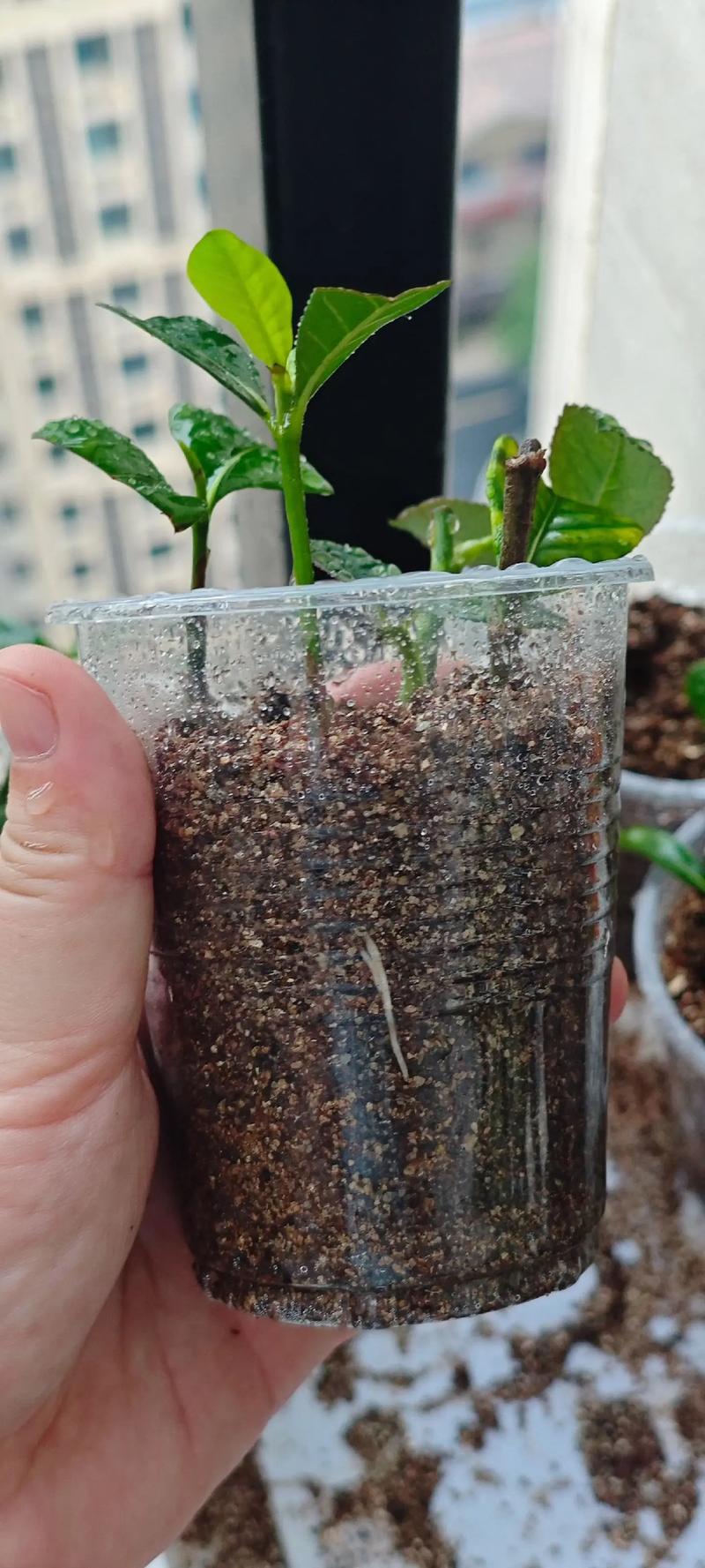 夏季扦插老是死？扦插为什么会烂？