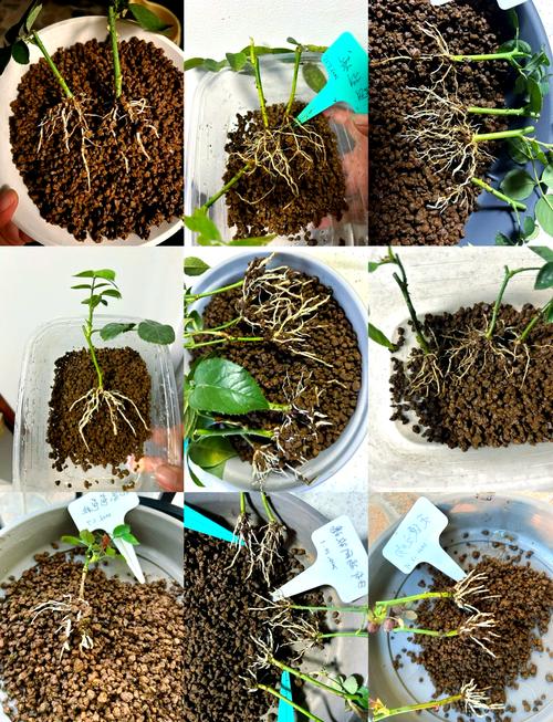 夏季扦插老是死？扦插为什么会烂？-第2张图片-优品飞百科