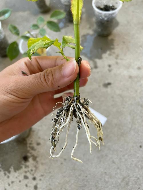 夏季扦插老是死？扦插为什么会烂？-第3张图片-优品飞百科