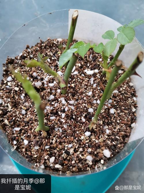 夏季扦插老是死？扦插为什么会烂？-第4张图片-优品飞百科