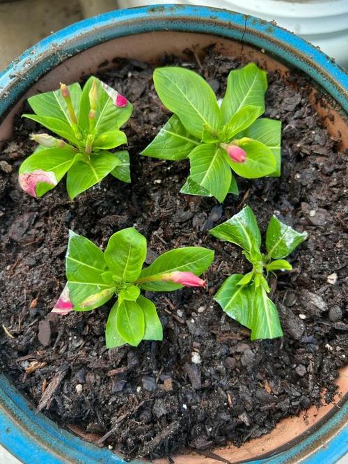 夏季扦插老是死？扦插为什么会烂？-第5张图片-优品飞百科